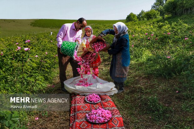 از برداشت گل محمدی تا گلاب گیری در دودانگه