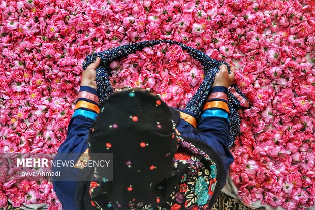 از برداشت گل محمدی تا گلاب گیری در دودانگه