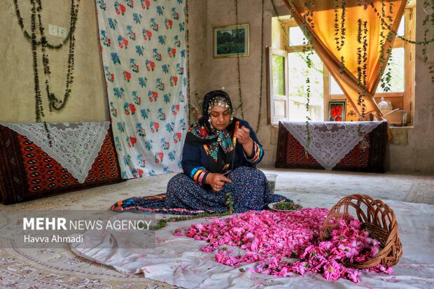 از برداشت گل محمدی تا گلاب گیری در دودانگه