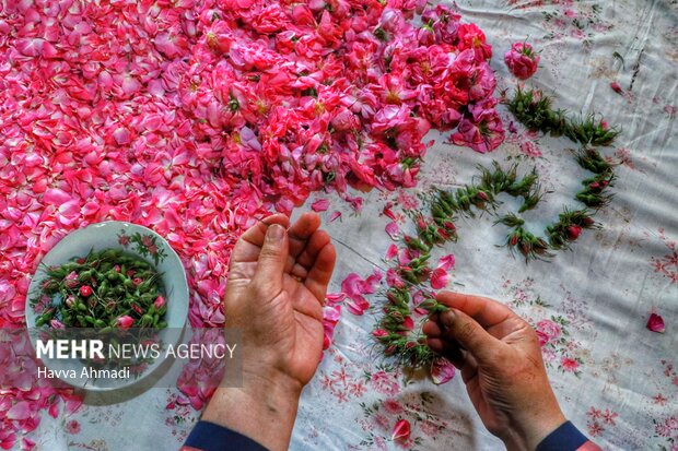 از برداشت گل محمدی تا گلاب گیری در دودانگه