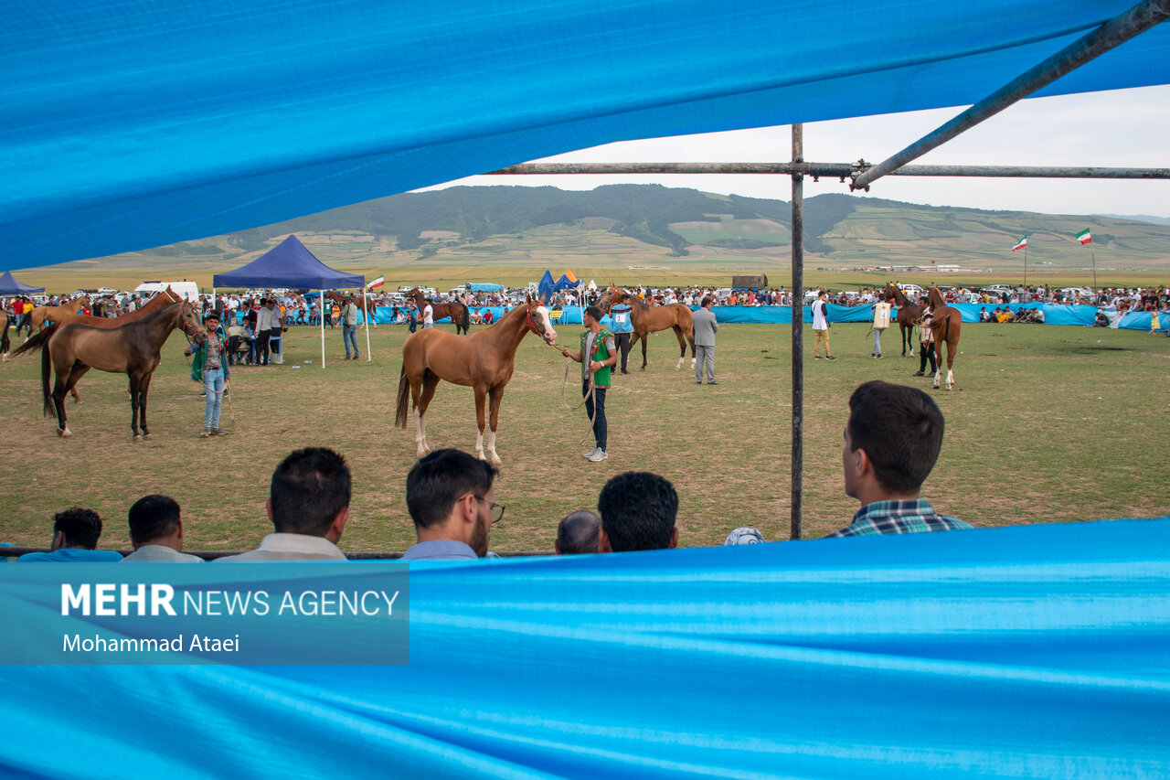 شانزدهمین جشنواره ملی "اسب اصیل ترکمن" در گلستان
