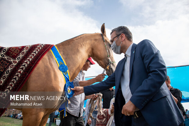 شانزدهمین جشنواره ملی "اسب اصیل ترکمن" در گلستان