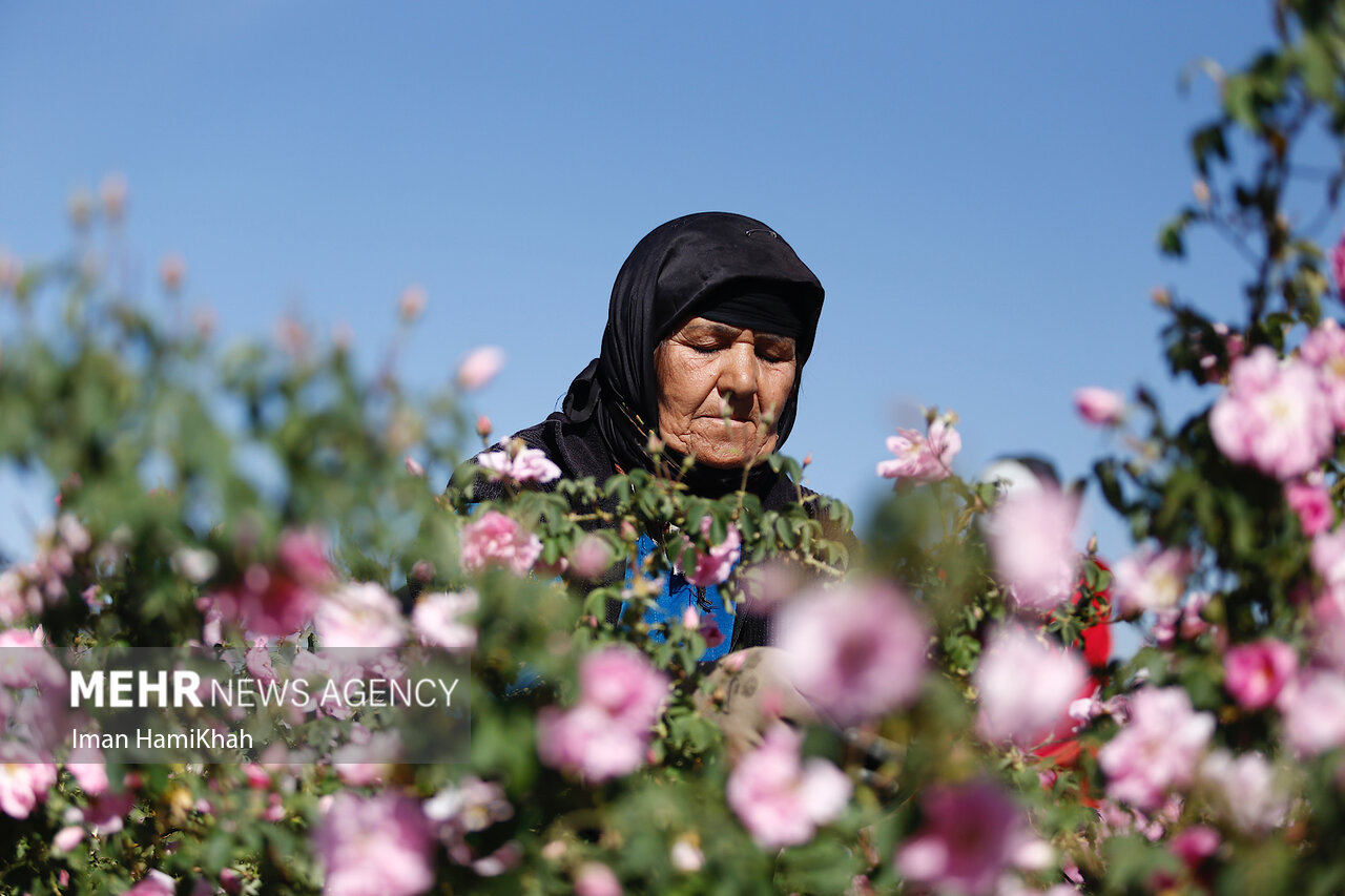 برداشت گلمحمدی همدان