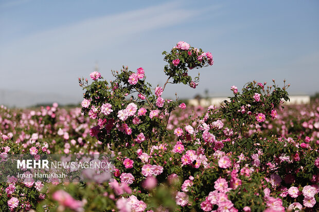 برداشت گلمحمدی همدان