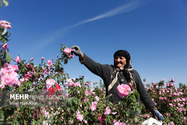 برداشت گلمحمدی همدان