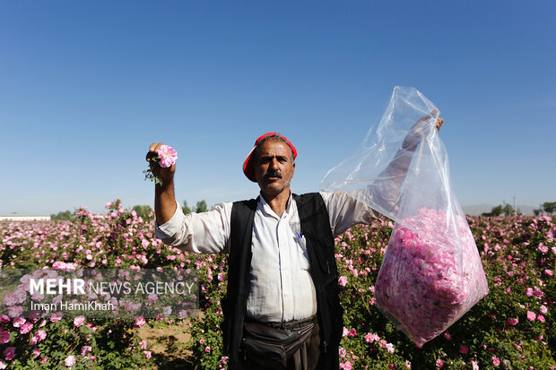 برداشت گلمحمدی همدان