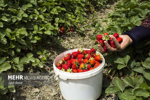 برداشت توت فرنگی از مزارع کردستان