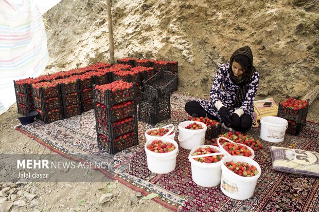 برداشت توت فرنگی از مزارع کردستان