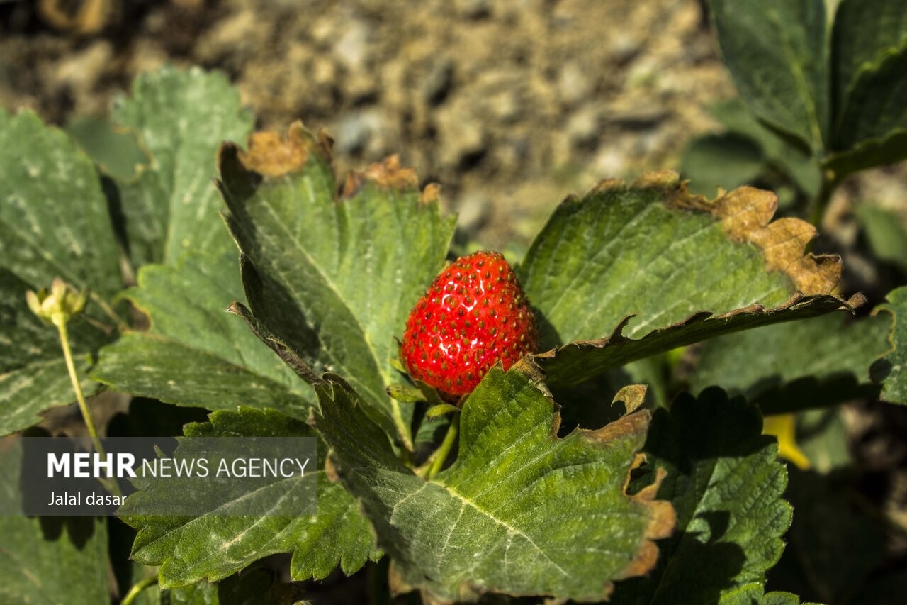 تصاویر / برداشت توت فرنگی از مزارع کردستان  