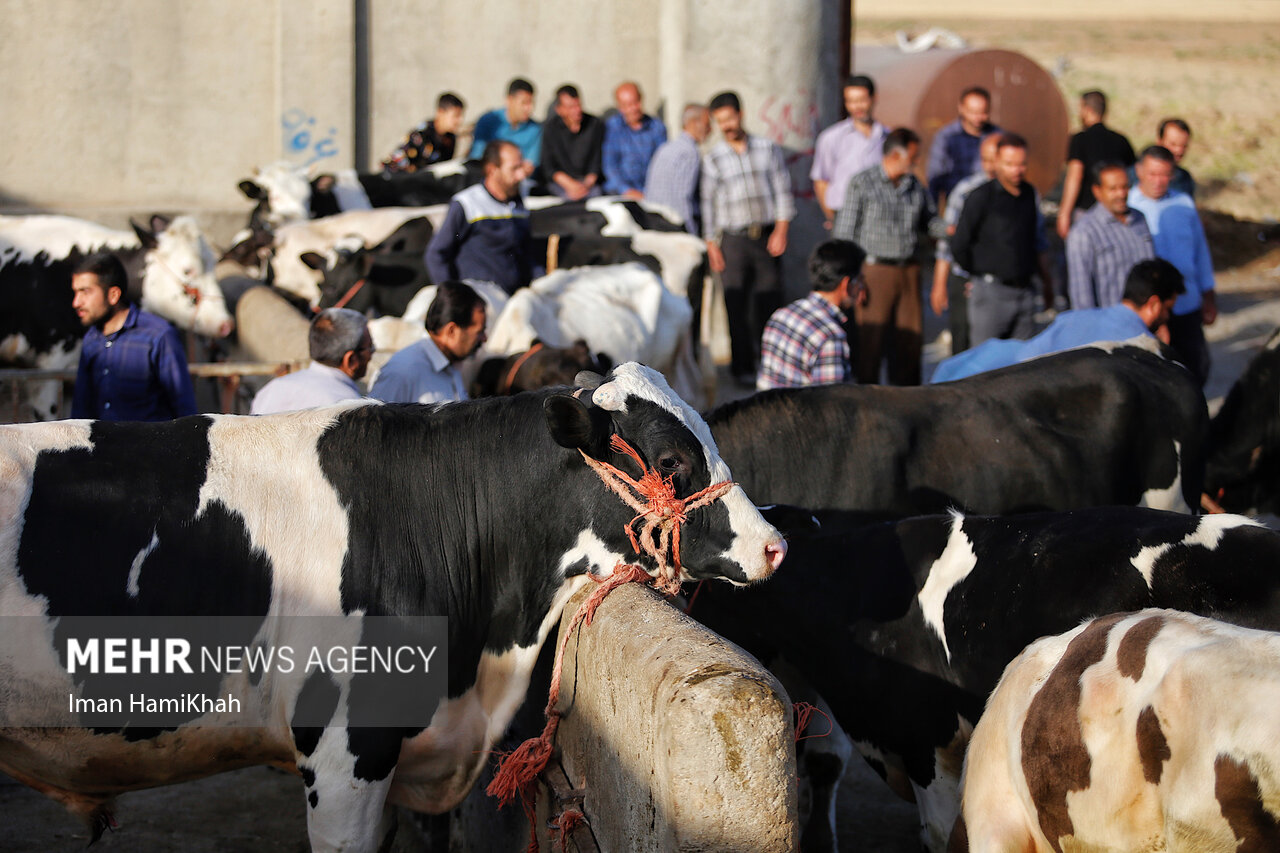 بازار فروش دام در آستانه عید سعید قربان