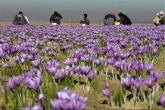 اجازه ورود دلالان و مافیای زعفران را به بورس کالا نمی‌دهیم