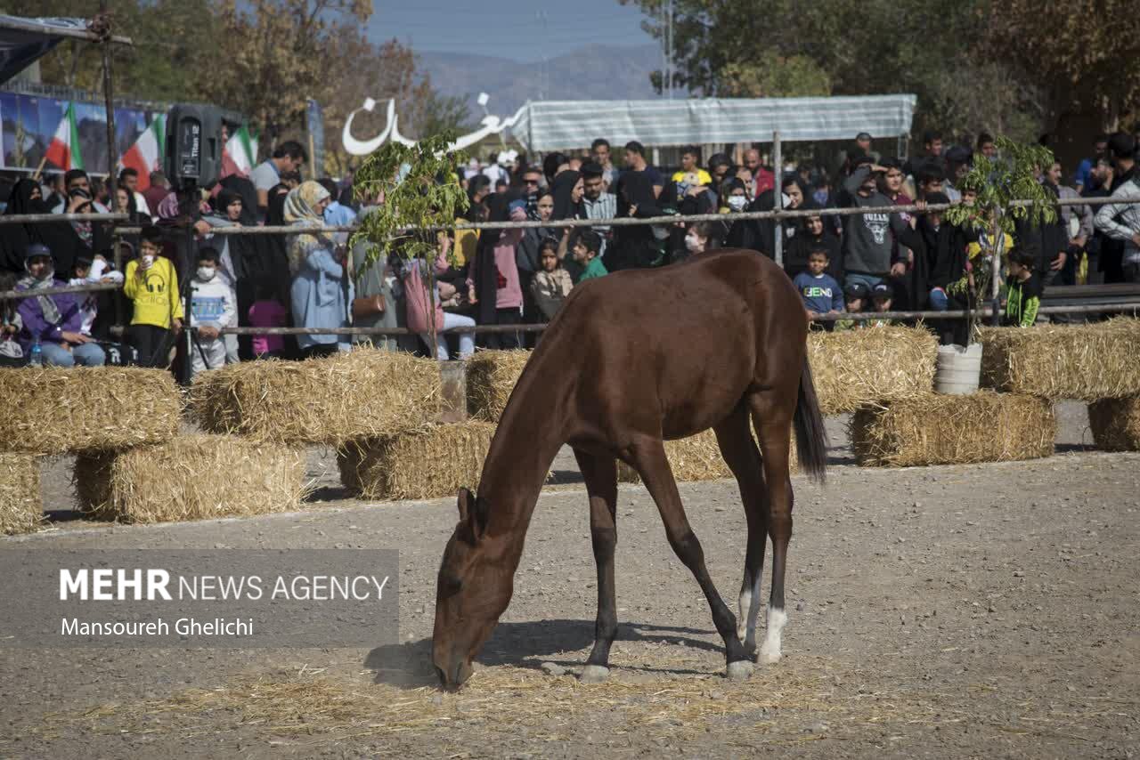 جشنواره اس اصلی ترکمنی در شاهرود