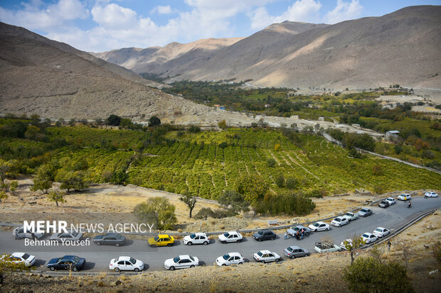 جشنواره انگور روستای هزاوه