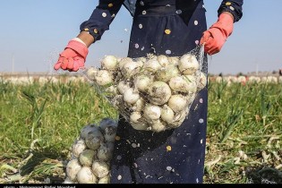 اتحادیه بارفروشان: پیاز ارزان شد