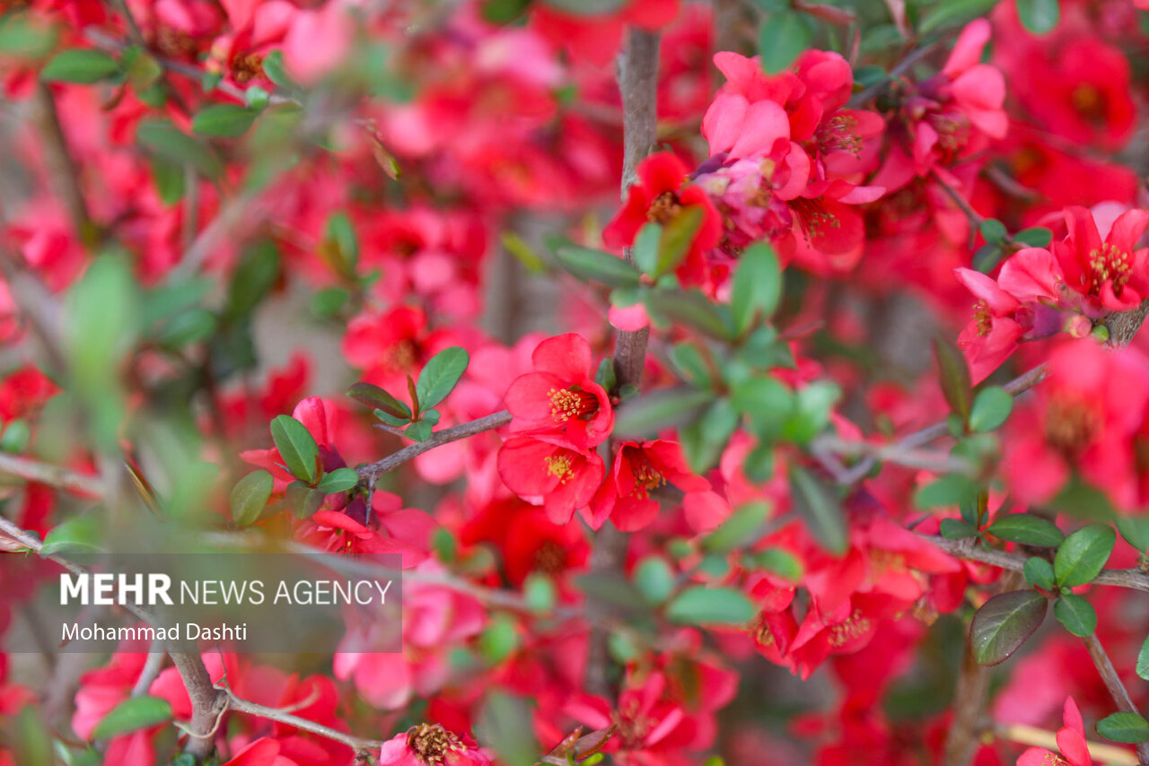 شکوفه های بهاری در شهرستان گرمی استان اردبیل