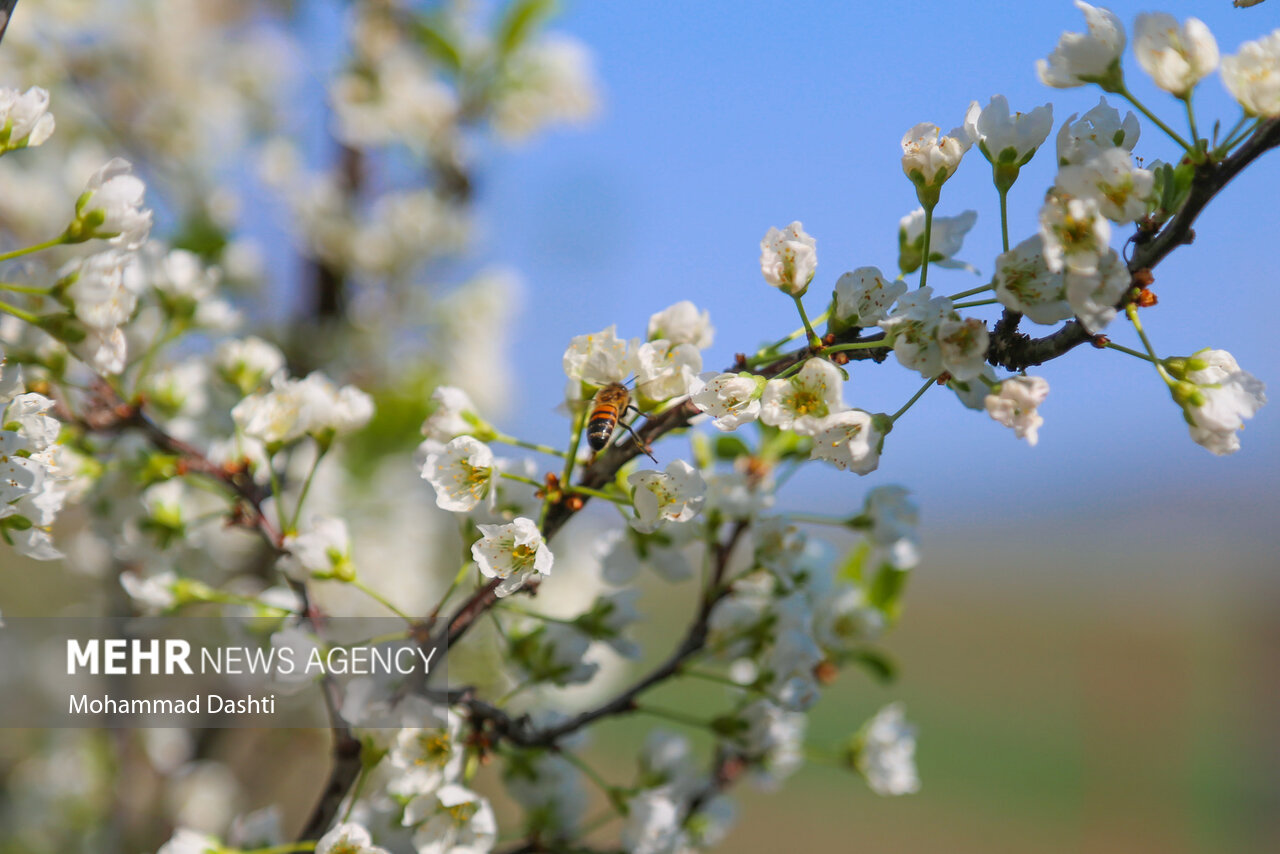 شکوفه های بهاری در شهرستان گرمی استان اردبیل