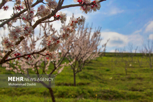 شکوفه های بهاری در شهرستان گرمی استان اردبیل