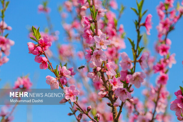 شکوفه های بهاری در شهرستان گرمی استان اردبیل