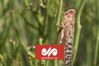 هجوم ملخ‌های مراکشی به مزارع روستاهای سمیرم اصفهان