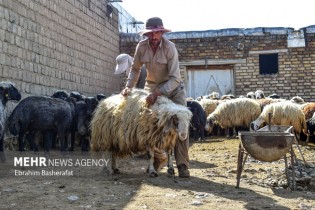 آمادگی ۱۸۱۶ جایگاه ذبح دام در روز عید قربان