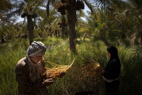 برداشت خرما در شادگان