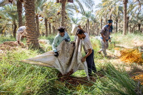 برداشت خرما در شادگان