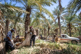 برداشت خرما در شادگان