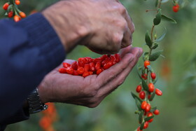 جشنواره میوه و غذا های سالم - اهر