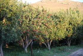 جشنواره میوه و غذا های سالم - اهر