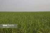 تصاویر / برداشت سبز نیشکر در خوزستان