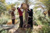 بیش‌از ۱۱۳ هزار تن خرما در خرمشهر برداشت شد