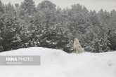 بارش برف و باران از امشب در تهران